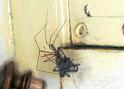Pholcus_phalangioides_F1534_Z_88_Les Gris_Frankrijk